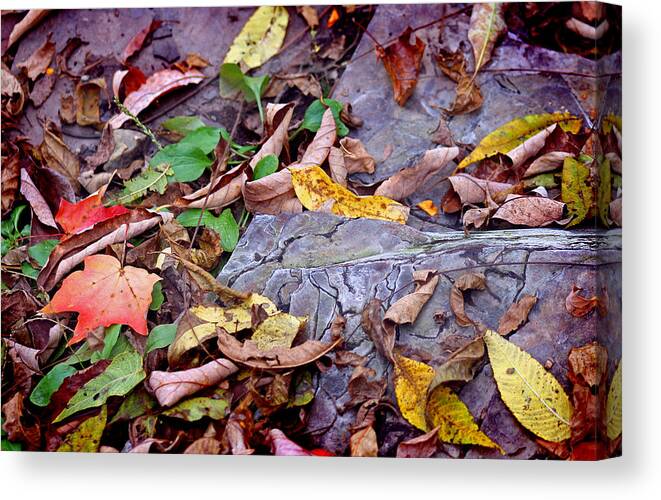 Autumn Canvas Print featuring the photograph Autumn Leaves in Creek bed by Karen Adams