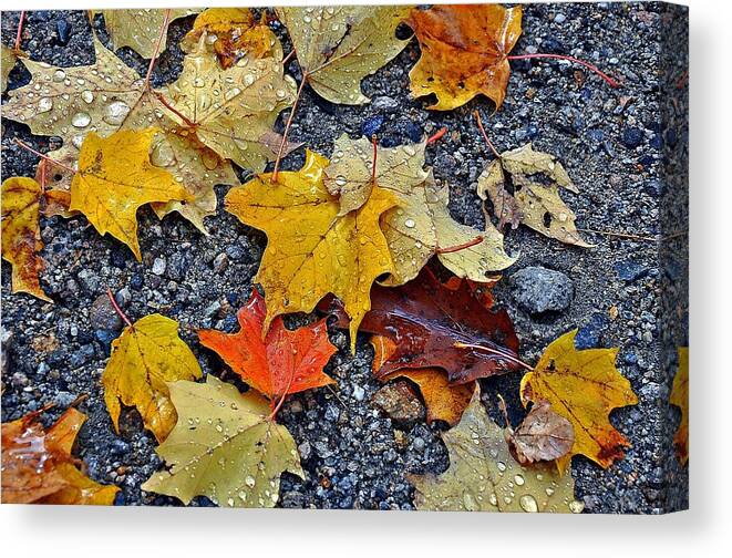 Autumn Canvas Print featuring the photograph Autumn Leaves in Rain by Phyllis Meinke