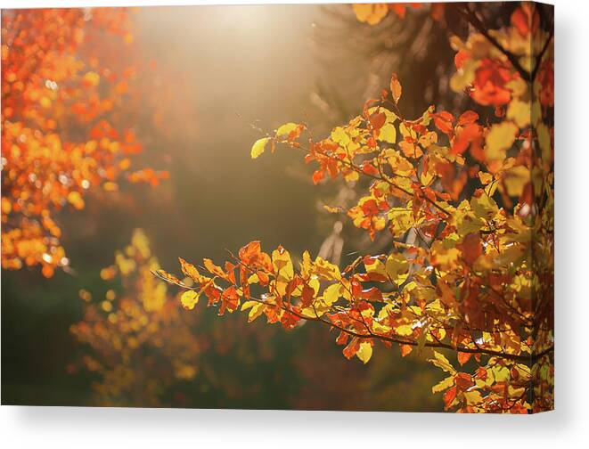 Tranquility Canvas Print featuring the photograph Autumn Leaves by Jill Ferry
