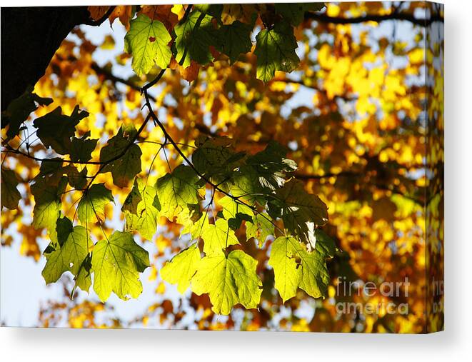 Leaf Canvas Print featuring the photograph Autumn Light in Leaves by Lincoln Rogers