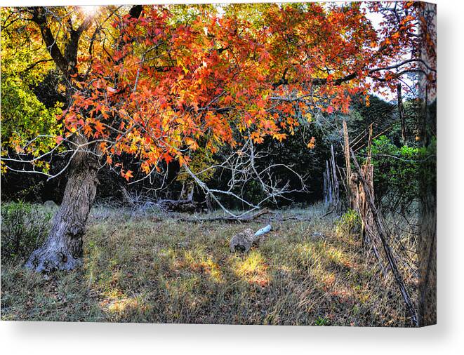 Autumn Maple Tree Canvas Print featuring the photograph Autumn Maple Tree by Savannah Gibbs