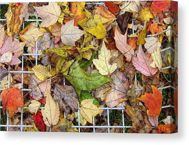 Leaf Canvas Print featuring the photograph Autumn Medley by Louise Kumpf