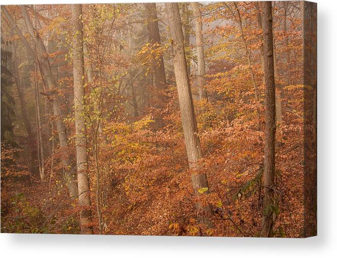 Landscape Canvas Print featuring the photograph Autumn Mist by Patrice Zinck