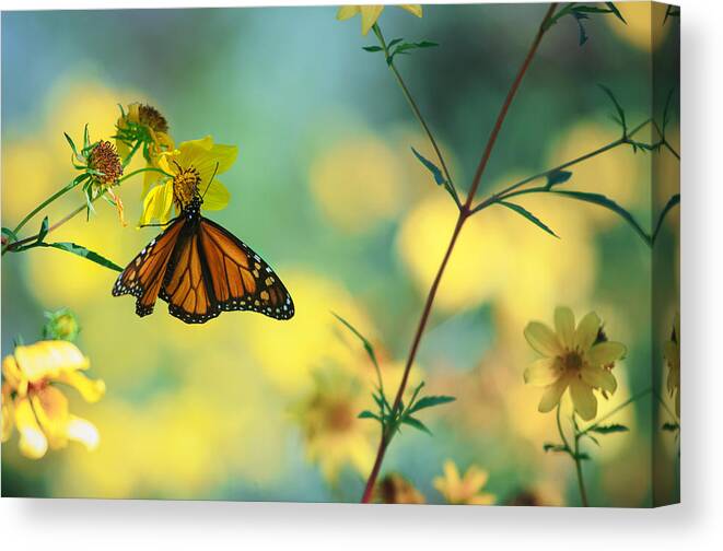 Monarch Canvas Print featuring the photograph Autumn Monarch by Joel Olives