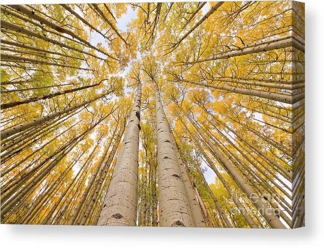 00559141 Canvas Print featuring the photograph Autumn Quaking Aspen Rocky Mts Colorado by Yva Momatiuk and John Eastcott