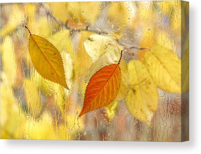 Fall Leaves Canvas Print featuring the photograph Autumn Romance by Marina Kojukhova