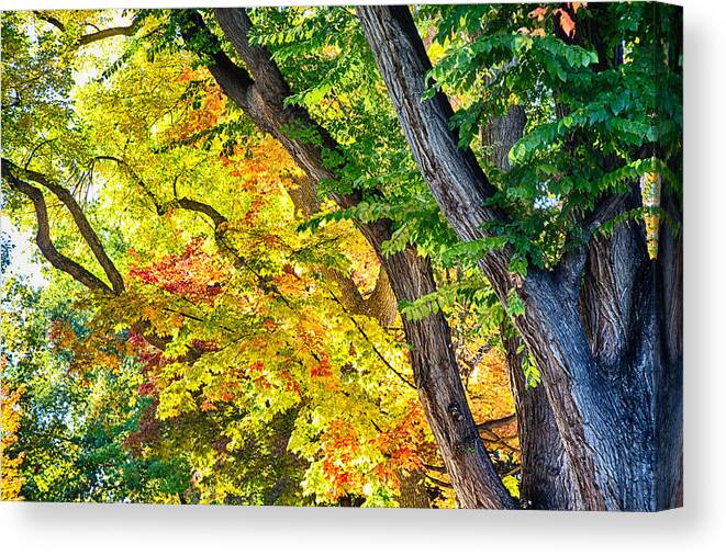 Autumn Canvas Print featuring the photograph Autumn Season Leaves in Full Glory by James BO Insogna