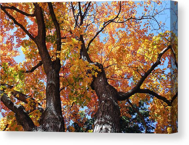 Tree Canvas Print featuring the photograph Autumn Splendor by Ellen Tully