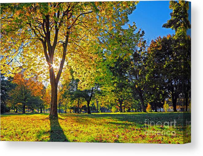Trees Canvas Print featuring the photograph Autumn Sun by Charline Xia