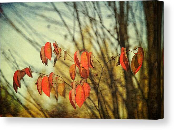 Autumn Canvas Print featuring the photograph Autumn by Theresa Tahara