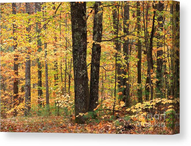 Fall Color Canvas Print featuring the photograph Autumn Woods 1 by Mike Mooney