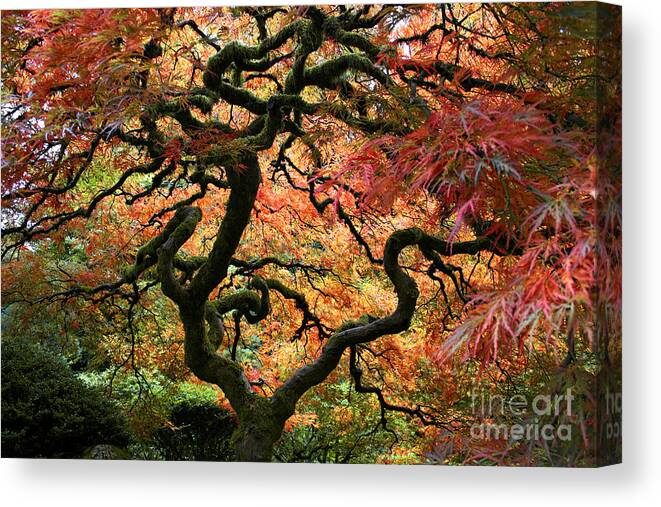 Japan Canvas Print featuring the photograph Autumn's Fire by Jean Hildebrant