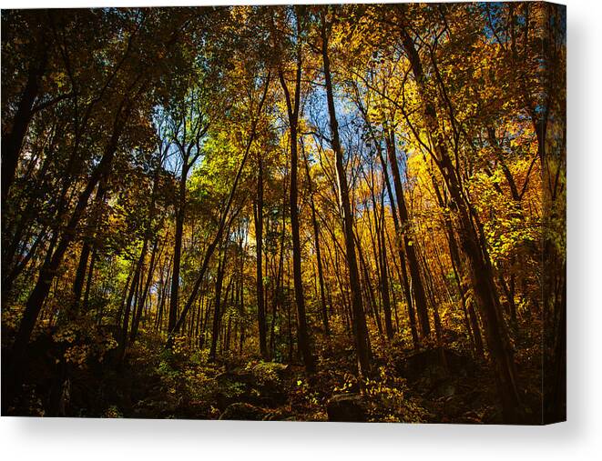 Autumns Forest Canvas Print featuring the photograph Autumns Forest by Karol Livote