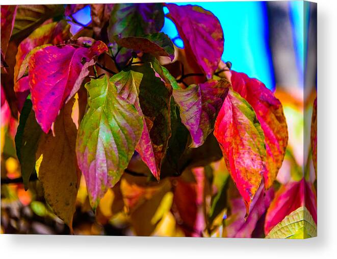 New Jersey Canvas Print featuring the photograph Autumns wake up call by Louis Dallara