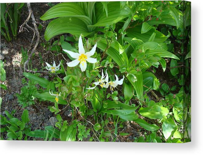Avalanche Lily Canvas Print featuring the photograph Avalanche Lily by Susan Woodward