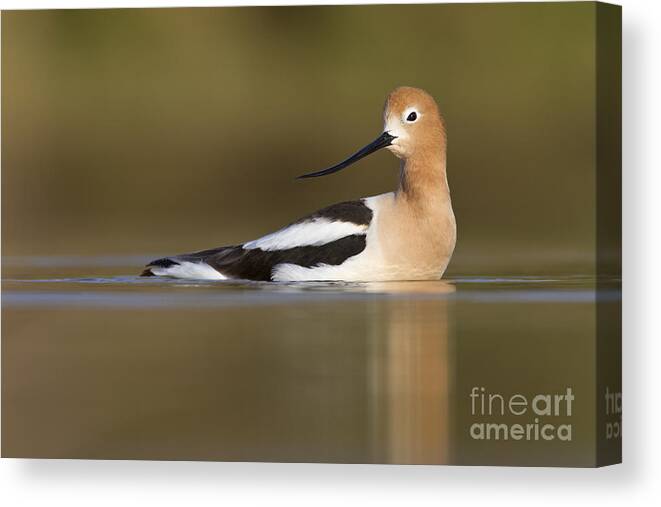 Avocet Canvas Print featuring the photograph Avocet looking back by Bryan Keil