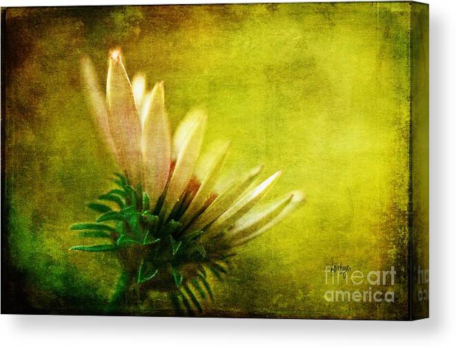Flower Canvas Print featuring the photograph Awakening by Lois Bryan