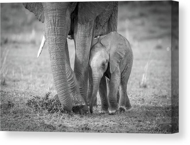 Elephant Canvas Print featuring the photograph Baby 1 by Jeffrey C. Sink