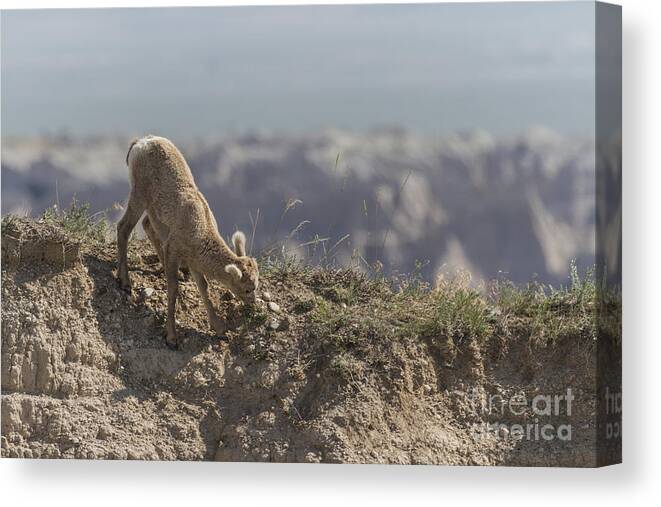 Bighorn Canvas Print featuring the photograph Baby Bighorn In The Badlands by Steve Triplett