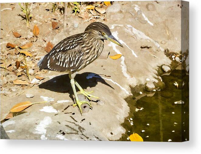 Baby Canvas Print featuring the digital art Baby Black Crowned Night Heron by Photographic Art by Russel Ray Photos
