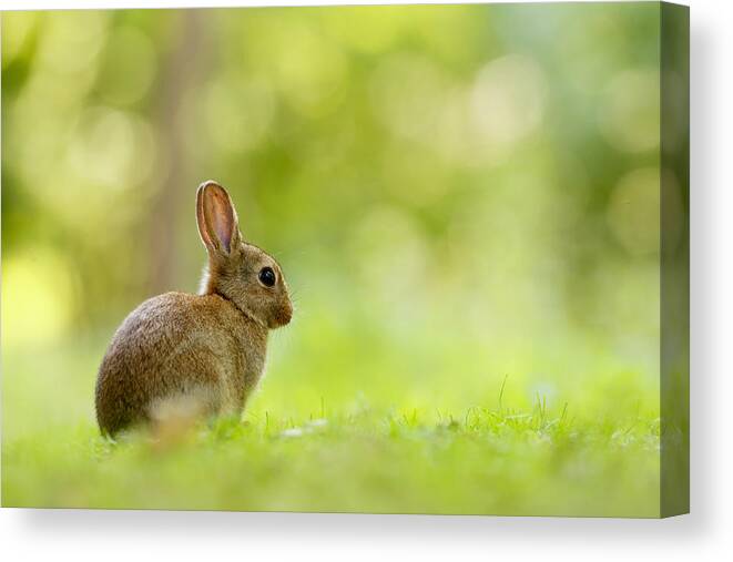 Afternoon Canvas Print featuring the photograph Baby Bunny in the Forest by Roeselien Raimond