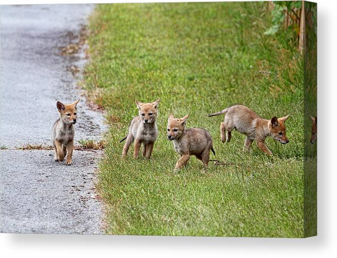 Coyotes Canvas Print featuring the photograph Baby Coyotes on the Run by Peggy Collins