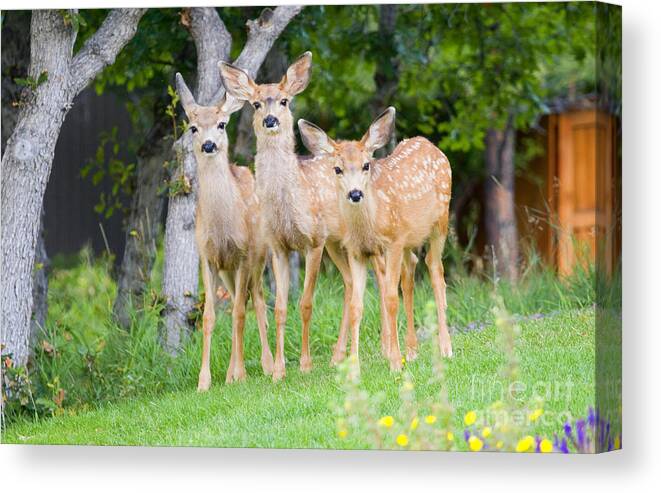 Mule Deer Canvas Print featuring the photograph Baby Deer by Steven Krull