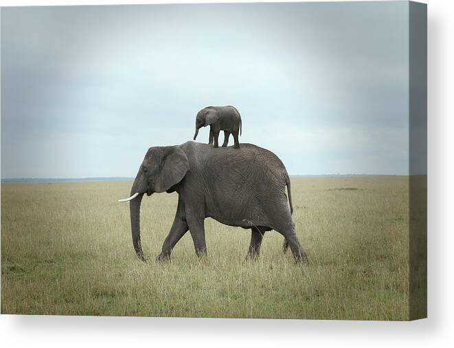 Kenya Canvas Print featuring the photograph Baby Elephant On The Back Of His Mother by Buena Vista Images