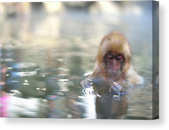 Animal Themes Canvas Print featuring the photograph Baby Snow Monkey In Hot Spring by Electravk