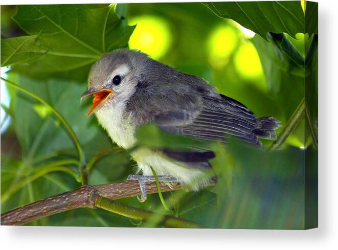 Sparrow Canvas Print featuring the photograph Baby Sparrow in the Maple Tree by Karon Melillo DeVega