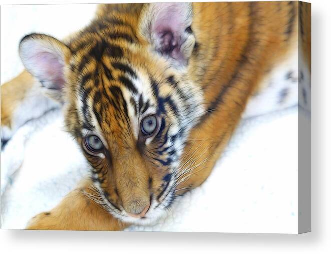 Baby Tiger Canvas Print featuring the photograph Baby Tiger by Steve McKinzie