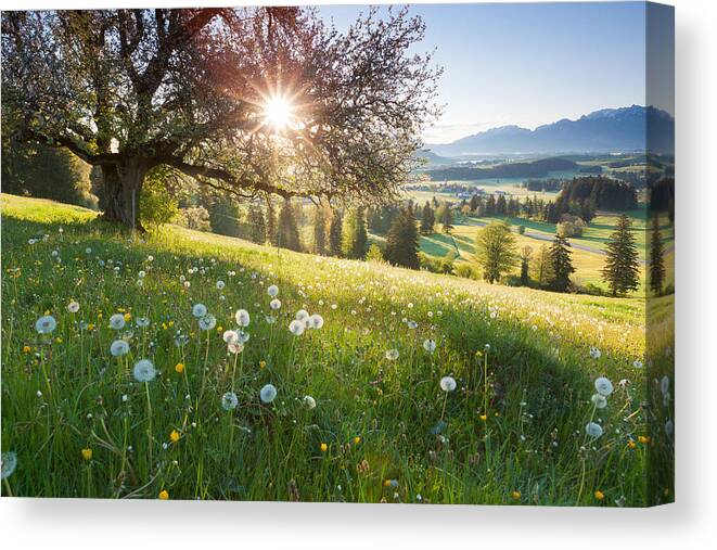 Scenics Canvas Print featuring the photograph Backlight View Through Apple Tree, Summer Meadow In Bavaria, Germany by Wingmar