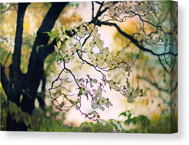 Dogwood Canvas Print featuring the photograph Backlit Blossom by Jessica Jenney