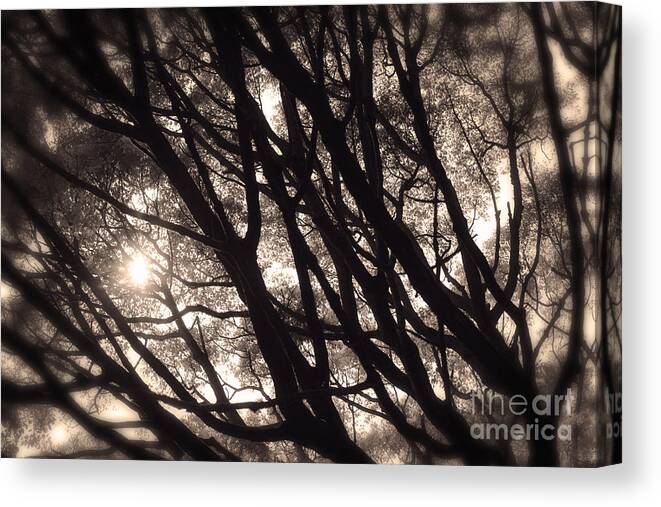 Tree Canvas Print featuring the photograph Backlit Branches of a Majestic Tree I by Beverly Claire Kaiya