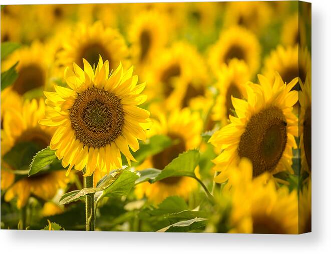 Sunflower Canvas Print featuring the photograph Backlit Sunflower by Mark Rogers