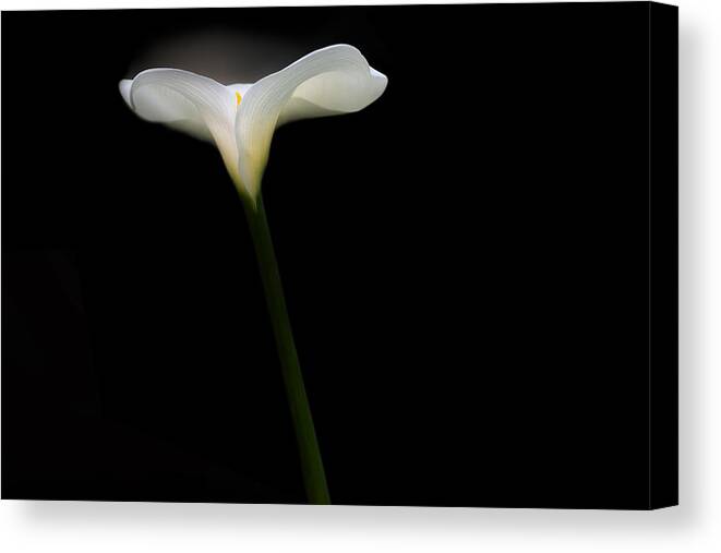 Flower Canvas Print featuring the photograph Backlit White Calla Lily by Rebecca Cozart