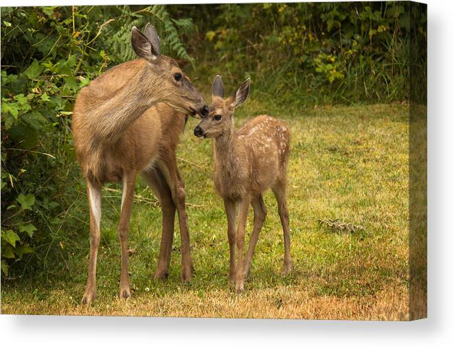 Wildlife Canvas Print featuring the photograph Motherly Love by Inge Riis McDonald