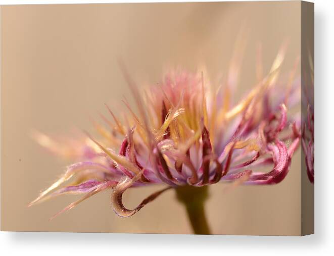 Clematis Canvas Print featuring the photograph Bad Hair Day by Wanda Brandon