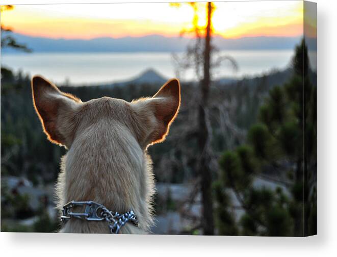 Bailey Canvas Print featuring the photograph Bailey and Sunset - Lake Tahoe - Nevada by Bruce Friedman