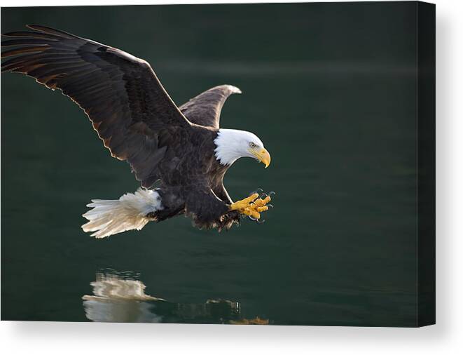 Action Canvas Print featuring the photograph Bald Eagle catching fish by John Hyde