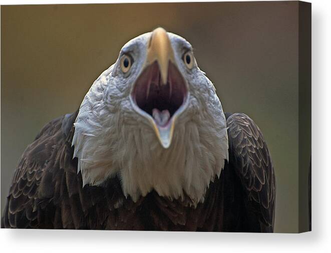 Bald Eagle Canvas Print featuring the photograph bald eagle Don't mess with me by Cheryl Cencich