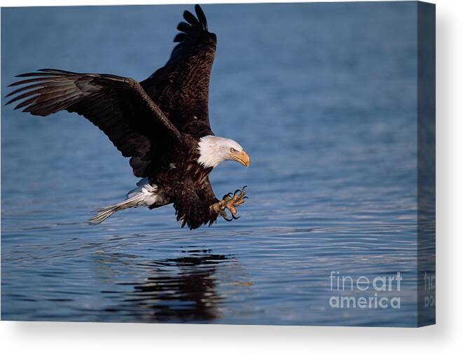 00343843 Canvas Print featuring the photograph Bald Eagle Fishing, Kenai #1 by Yva Momatiuk John Eastcott