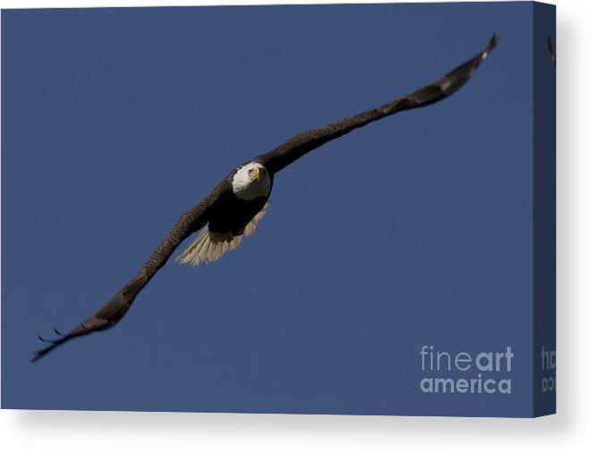 Ozzy Canvas Print featuring the photograph Bald Eagle in Flight Photo by Meg Rousher