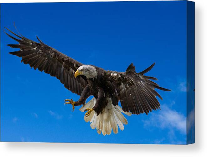 Bald Eagle Canvas Print featuring the photograph Bald Eagle by Scott Carruthers
