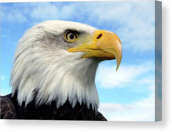 Bald Eagle Canvas Print featuring the photograph Bald Eagle by Steve Allen/science Photo Library