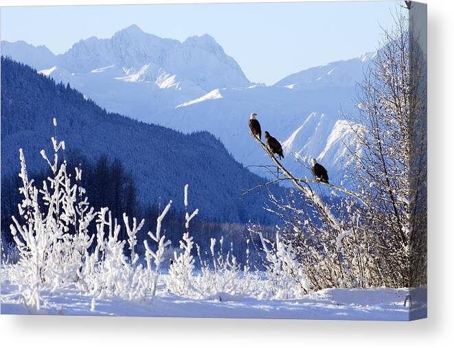 Frosty Canvas Print featuring the photograph Bald Eagles Perched In Tree Wtakhinsha by Don Pitcher