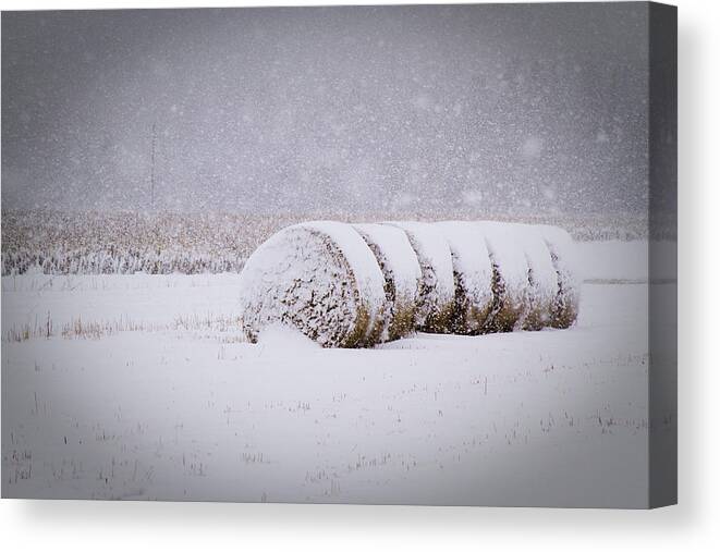 Hay Canvas Print featuring the photograph Bales in snow by Daniel Martin