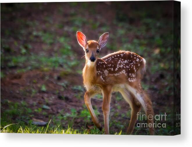 Doe Canvas Print featuring the photograph Bambi by Deborah Scannell