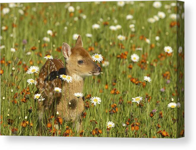 Fawn Canvas Print featuring the photograph Bambi by Jack Milchanowski