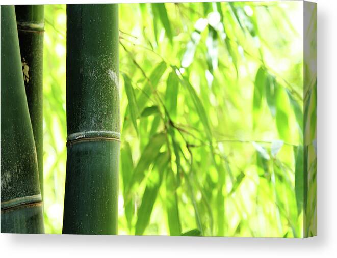 Bamboo Canvas Print featuring the photograph Bamboo by Noderog